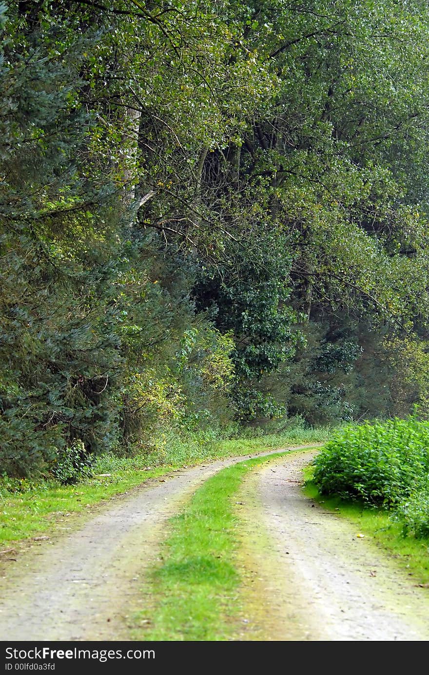 Road through lush green forest. Road through lush green forest