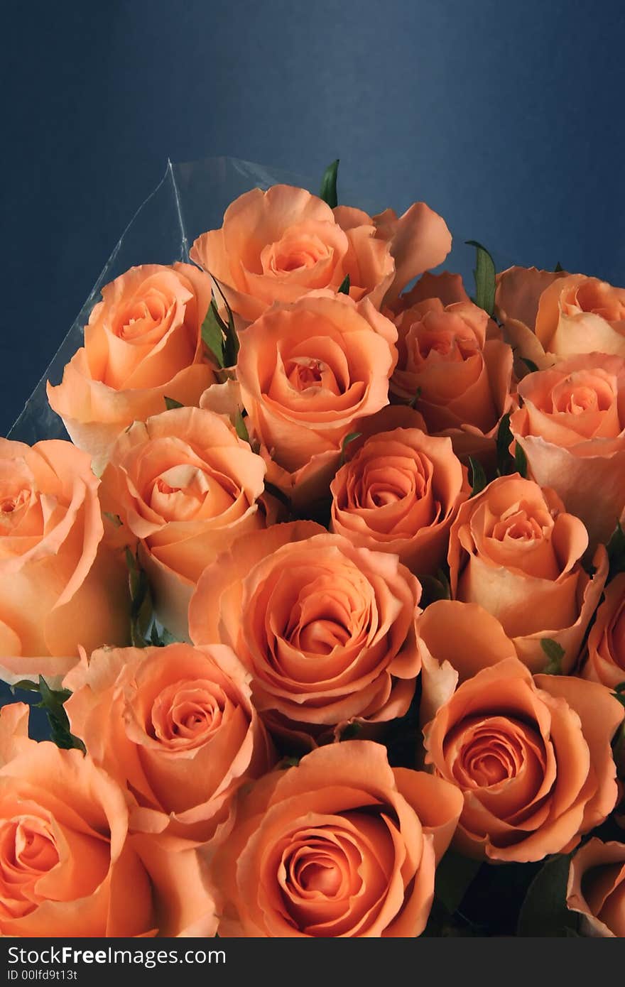 Close-up of a orange rosses against a navy blue background. Close-up of a orange rosses against a navy blue background