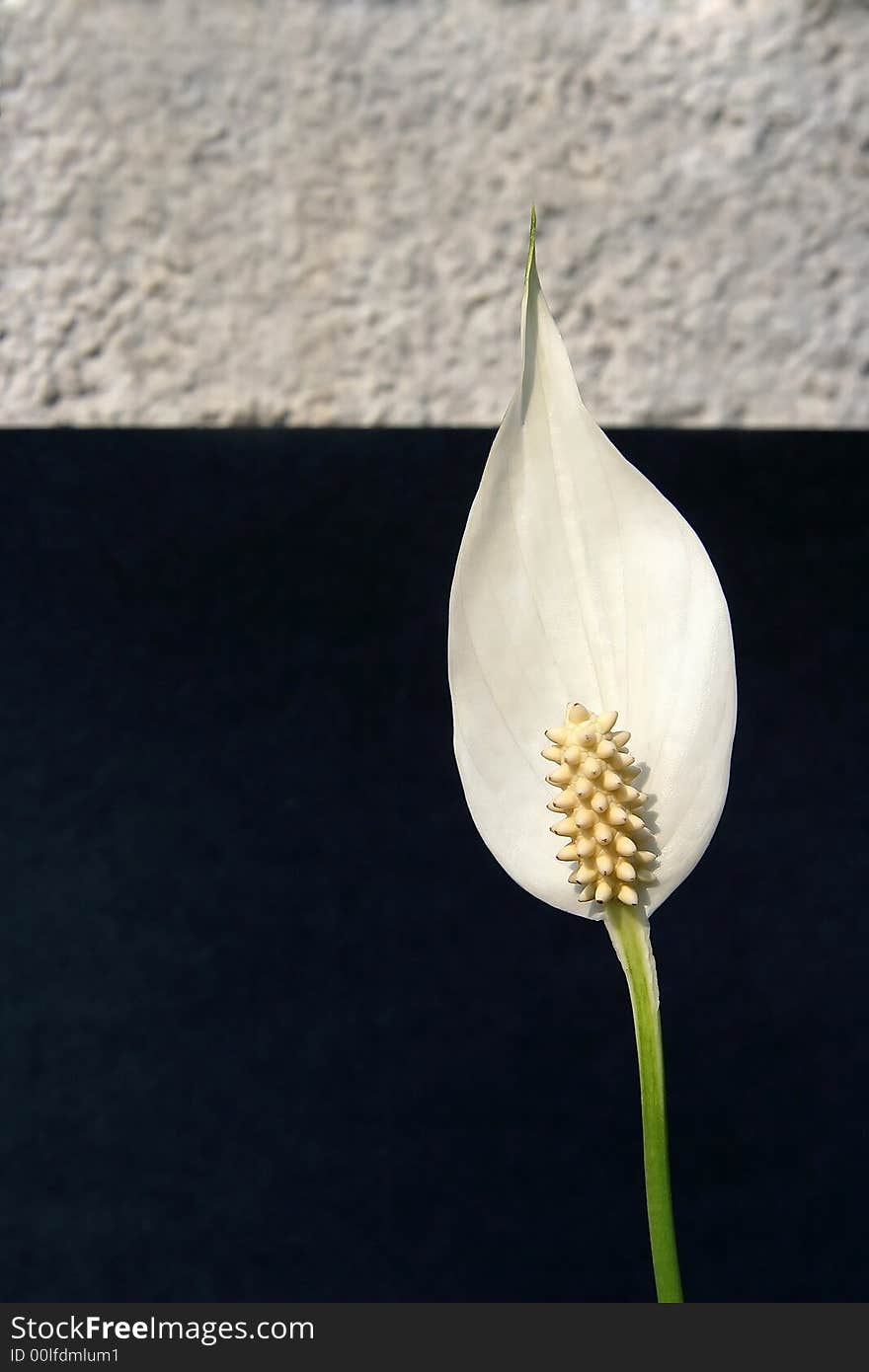 Close-up of a white flower against a white and black background. Close-up of a white flower against a white and black background