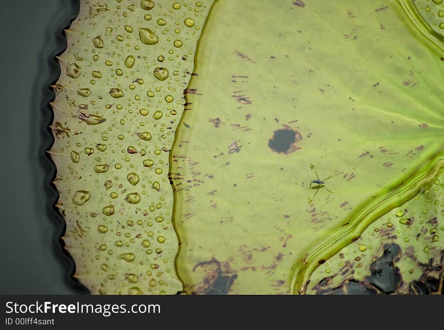 Wet leaf on a pond