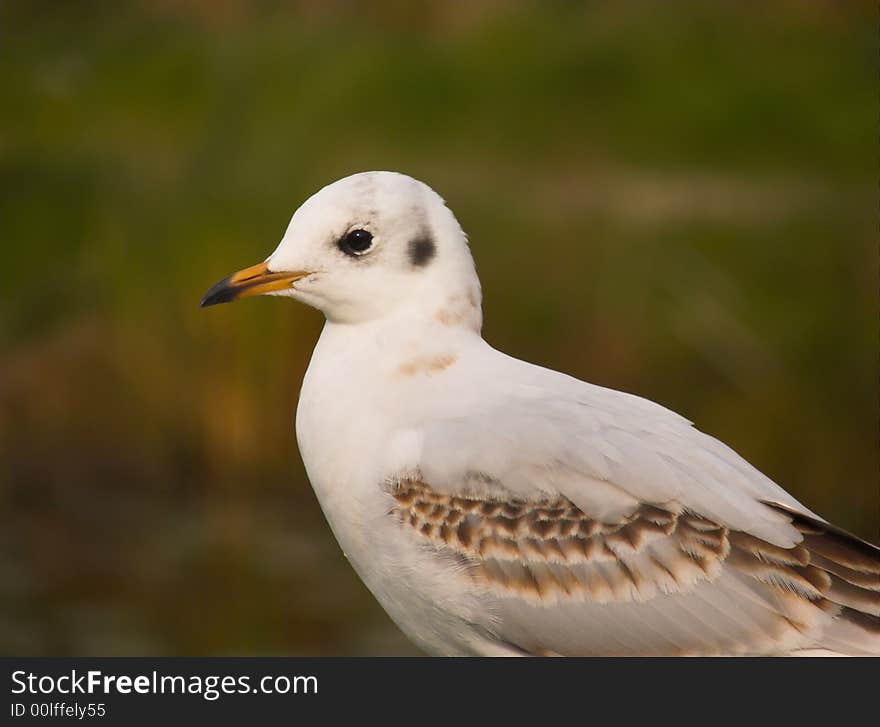 Sea-gull close-up. green background.