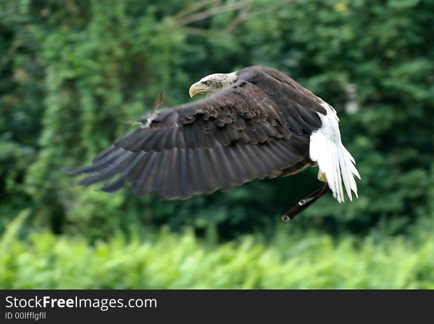 A captive flying eagle against the trees