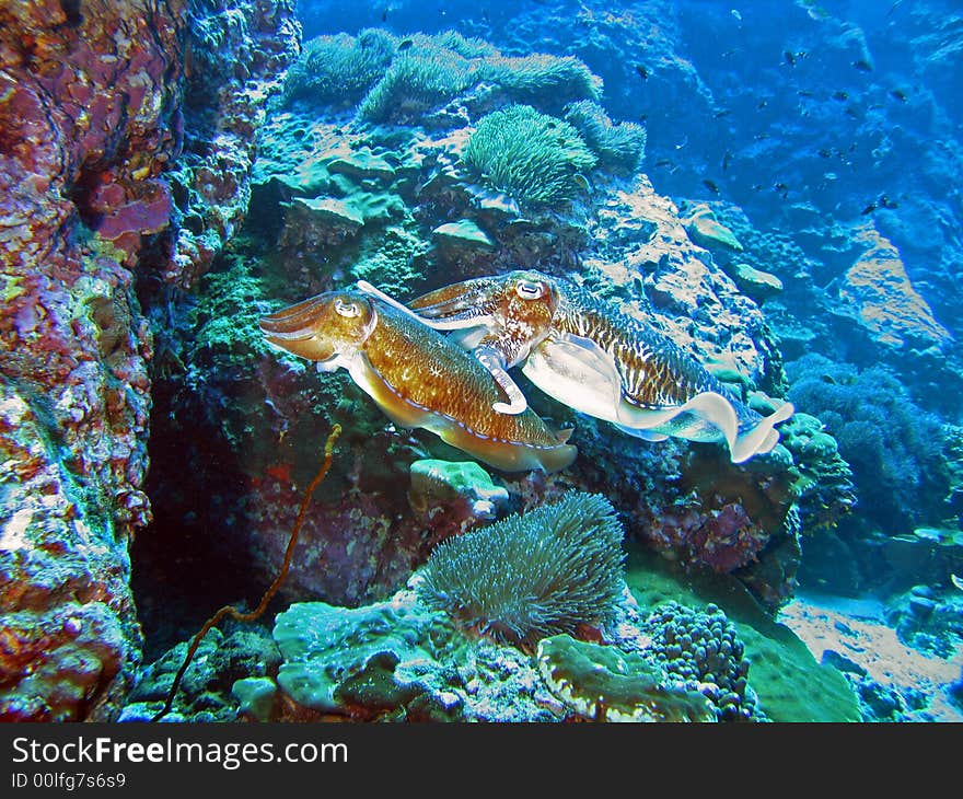 Mating Cuttlefish