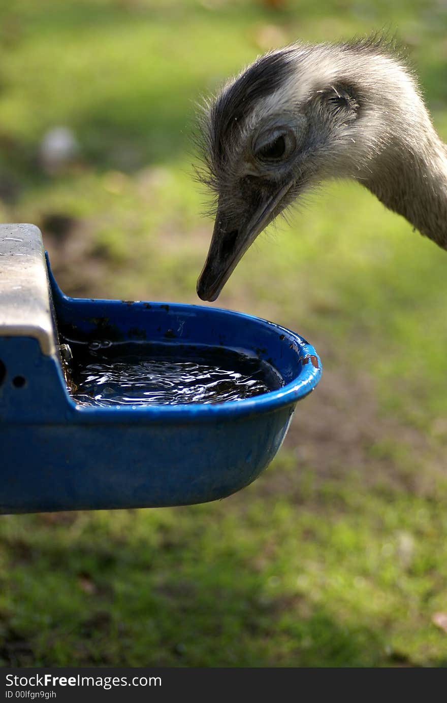 Drinking ostrich.