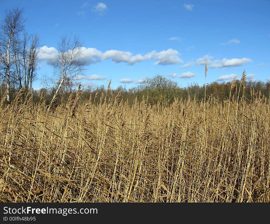 Reed on coast of lake in a sunny day