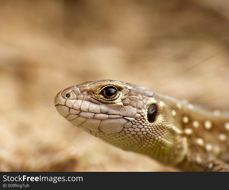 Lizards portrait