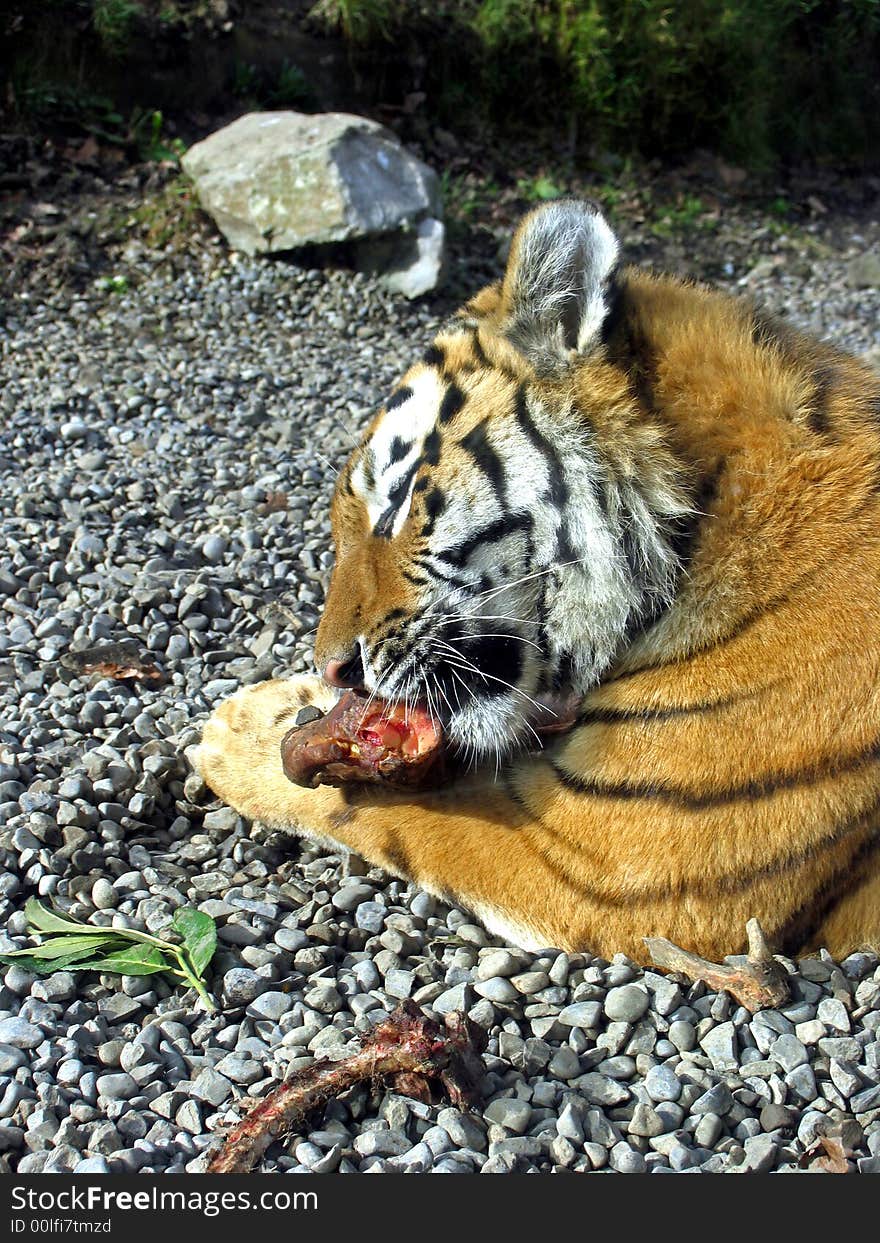 Full grown male tiger eating dinner - yum yum. Full grown male tiger eating dinner - yum yum