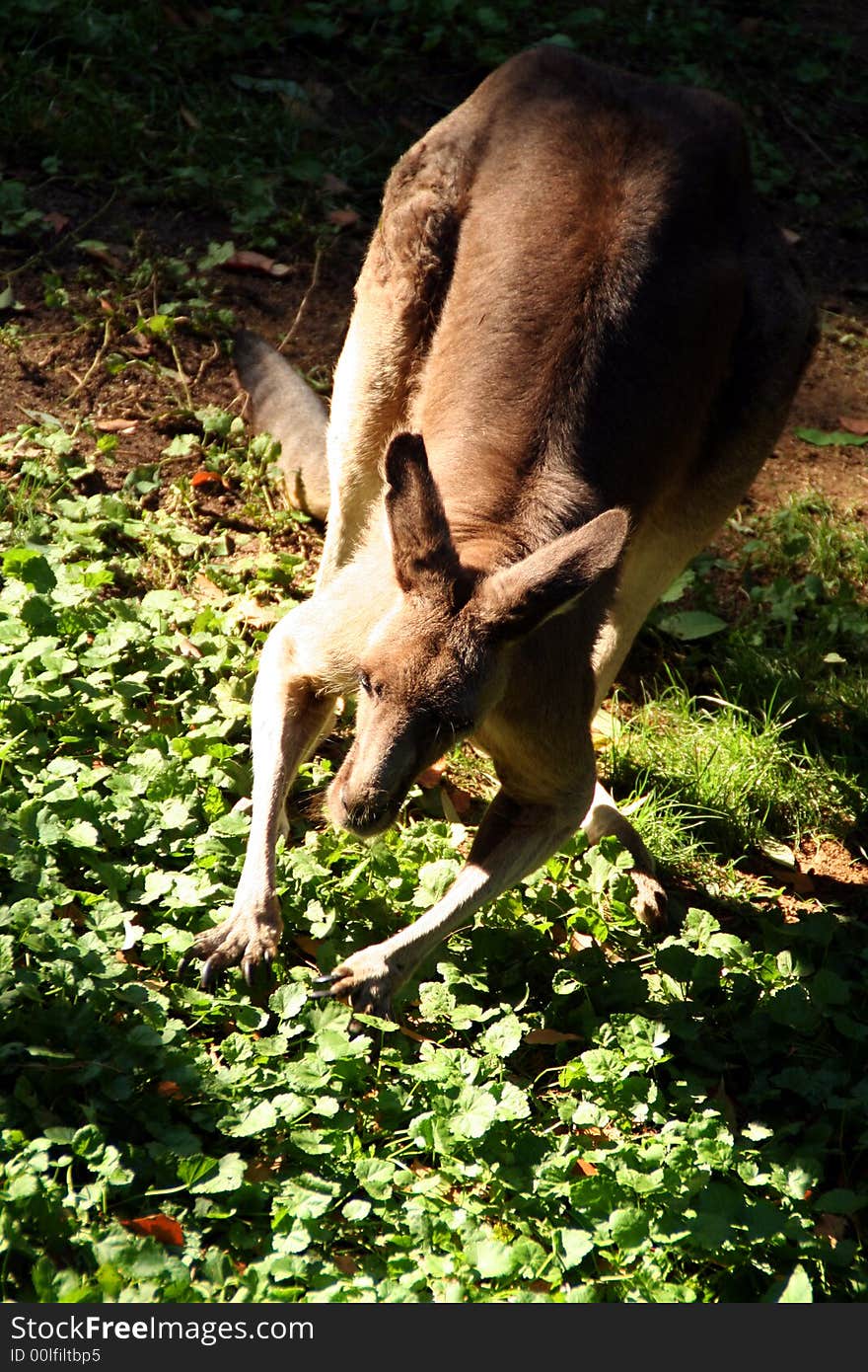 Making its way through green pastures. Making its way through green pastures