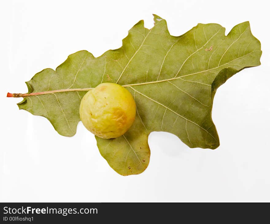 Oak leaf with growth