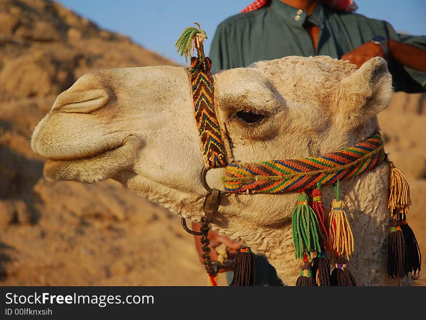 Camel in the Eastern desert . Egypt.