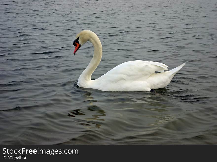 A white swan in water with a drop of water dripping from its bill.