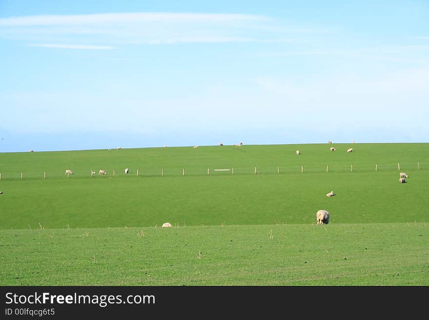 Sheep And Glassland In The New Zealand