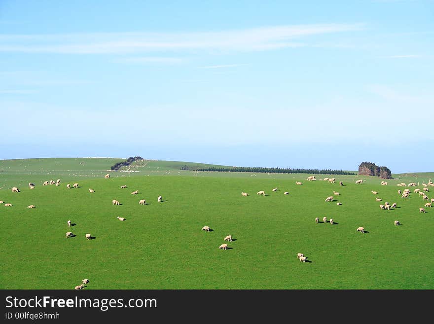 Sheep And Glassland In The New Zealand