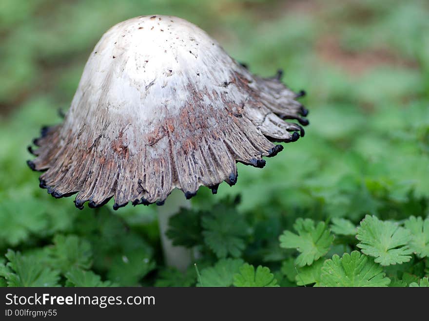 Unique shaped mushroom in delicate green ground cover. Unique shaped mushroom in delicate green ground cover.