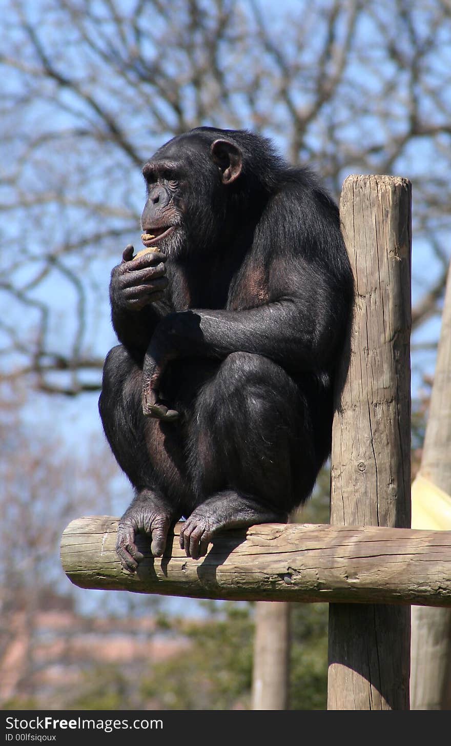 Chimpanzee sitting on top of a pole. Chimpanzee sitting on top of a pole