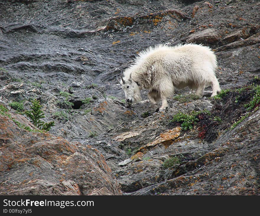 Mountain Goat 2