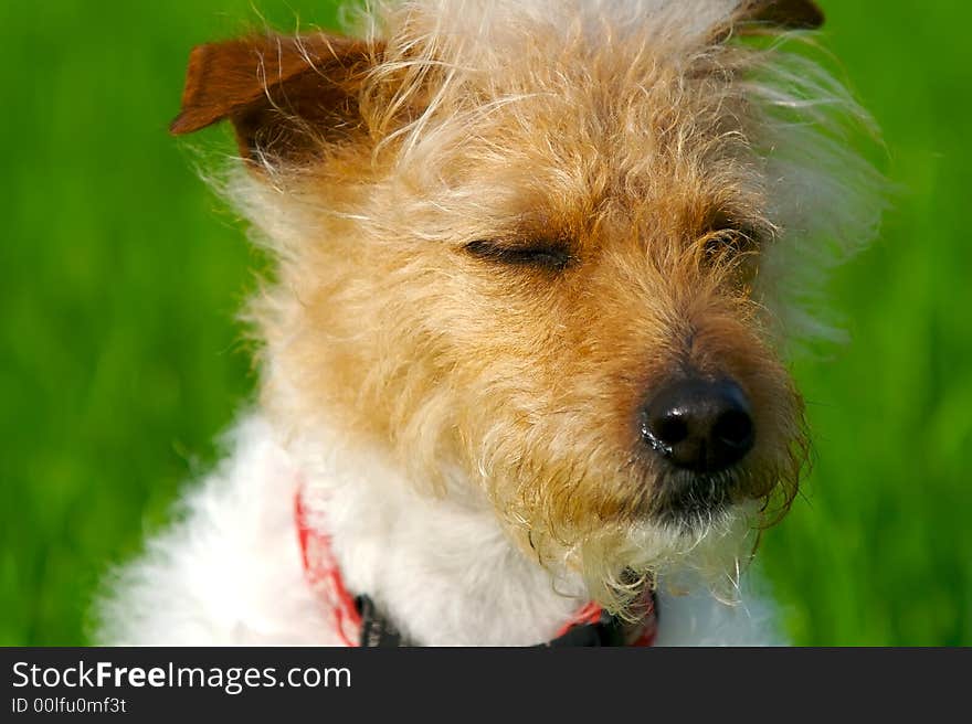 A brown headed rough coat Jack Russell Terrier with a green spring lawn in the background. A brown headed rough coat Jack Russell Terrier with a green spring lawn in the background.