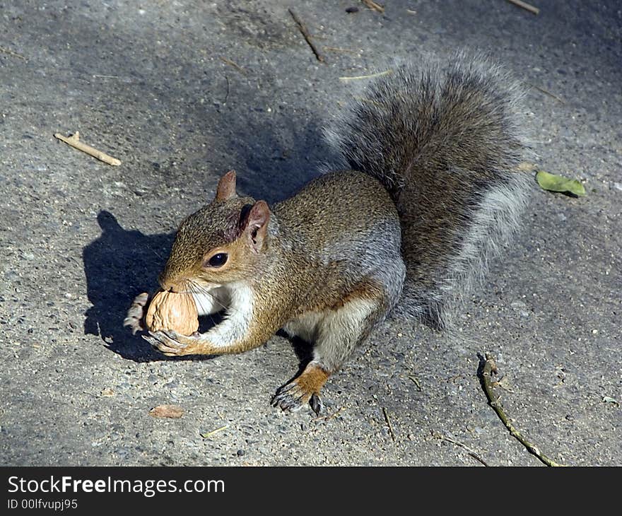 Squirrel eating a walnut