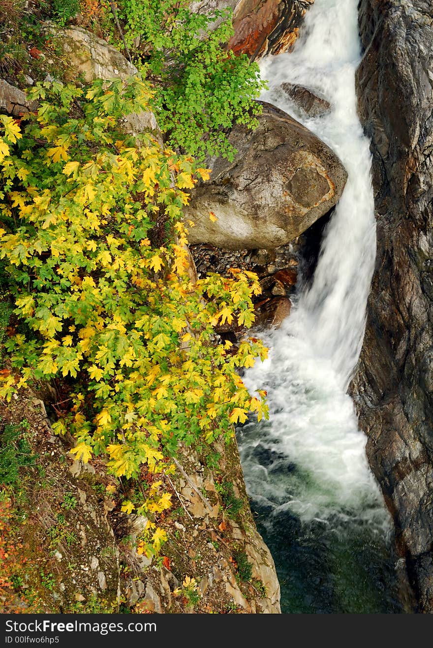 Fall leaves at North Cascade National Park. Fall leaves at North Cascade National Park