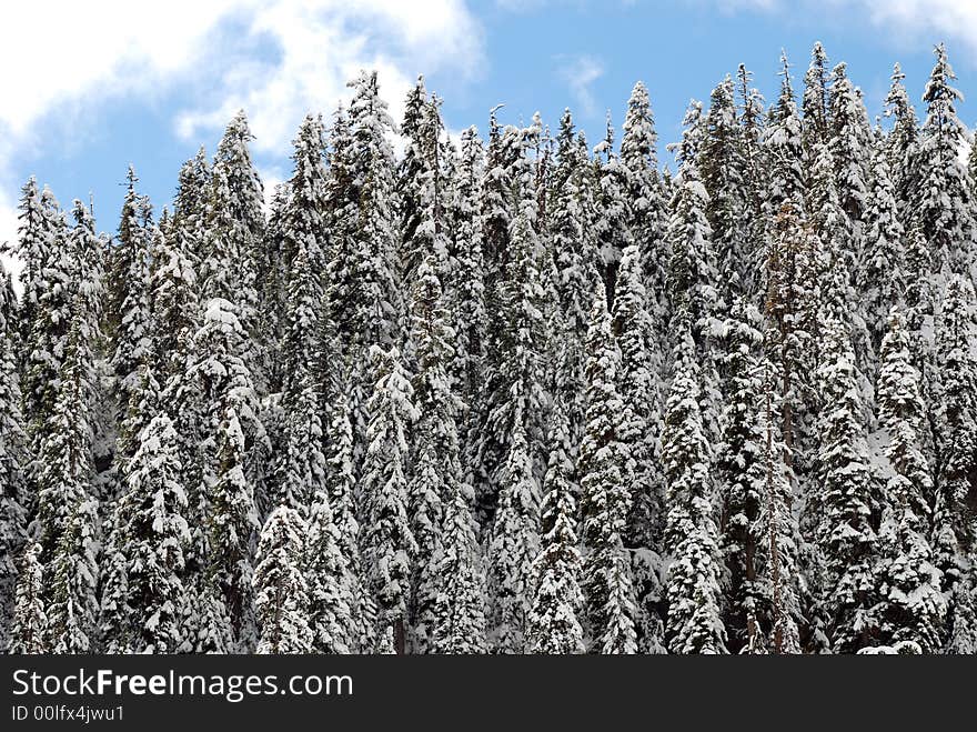 Dauglas Fir in snow