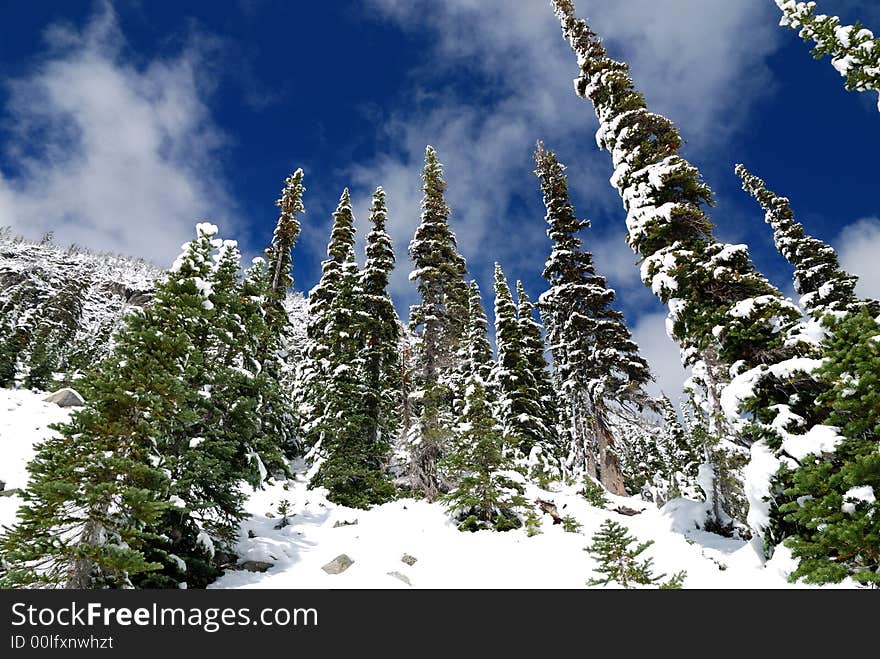 Pointed Fir in Snow