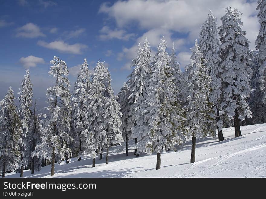 Winter landscape