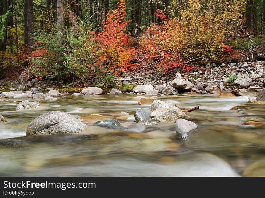 Fall leaves at North Cascade National Park. Fall leaves at North Cascade National Park