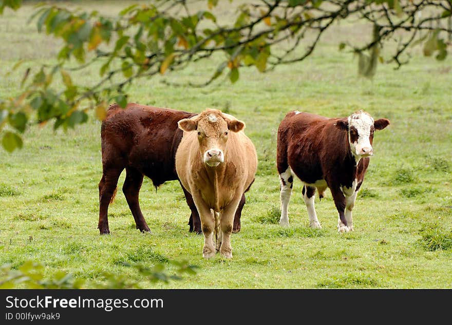 Cows at North Cascade national Park in autumn. Cows at North Cascade national Park in autumn