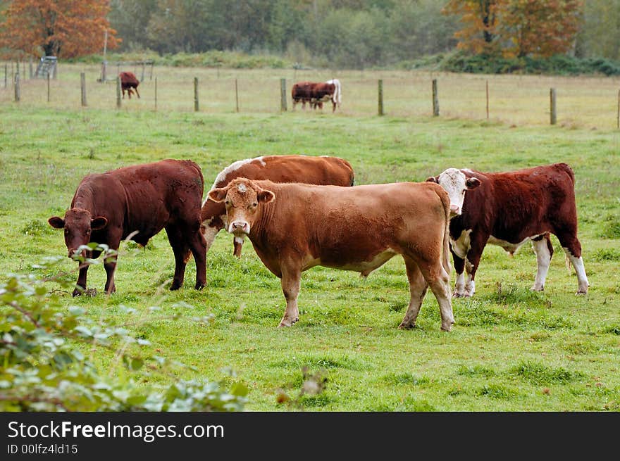 Cows at North Cascade national Park in autumn