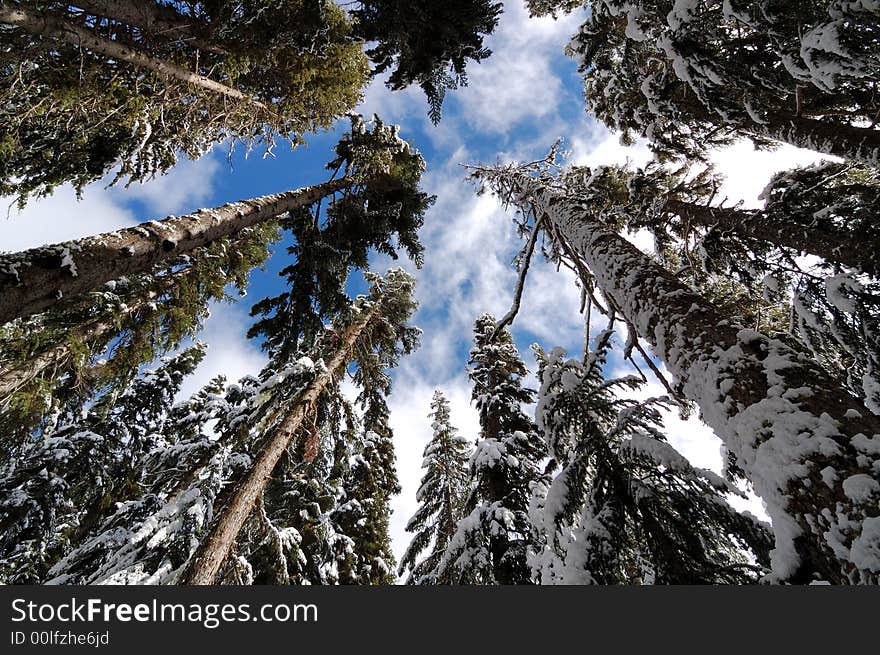 Dauglas Fir With Snow