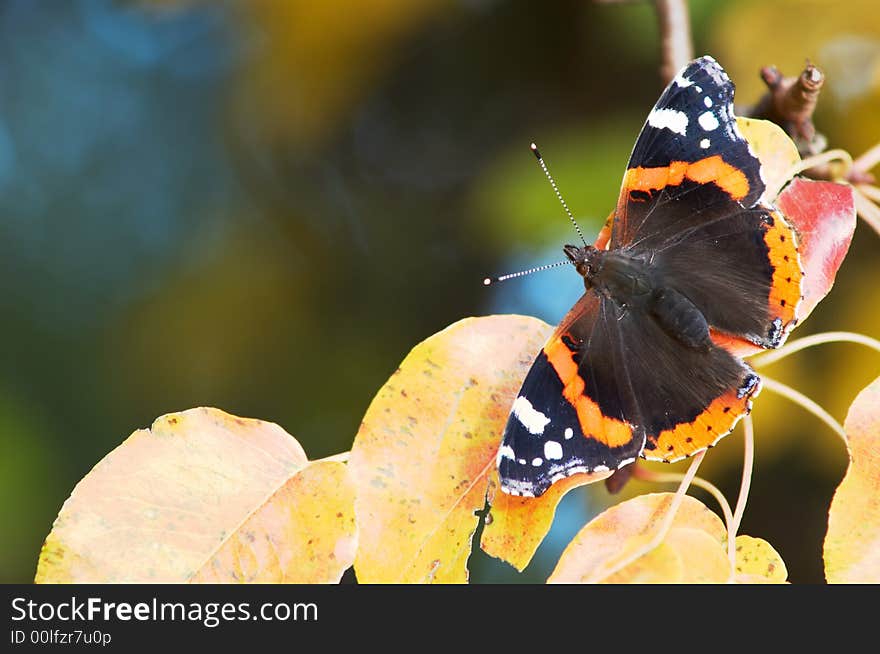 A butterfly sitting amongst autumn leaves. A butterfly sitting amongst autumn leaves