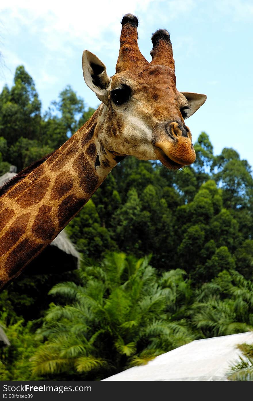 Giraffe