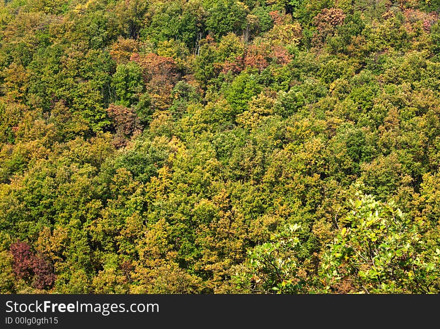 Multi colored trees in fall. Multi colored trees in fall