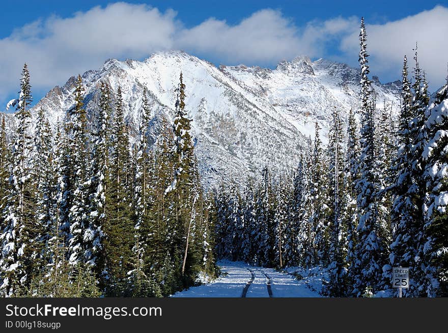 Snow Forest Road