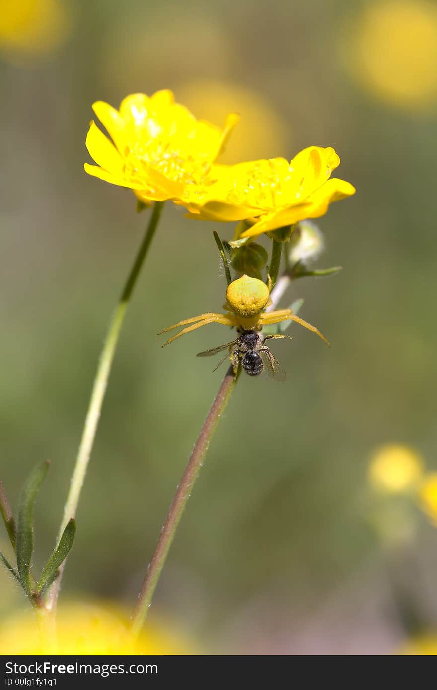 Yellow Crab spider, Misumenoides formosipes, with prey under California buttercup. Yellow Crab spider, Misumenoides formosipes, with prey under California buttercup