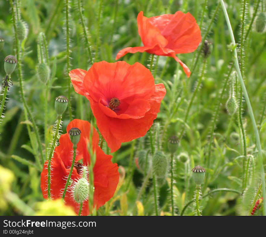 Three wild poppies