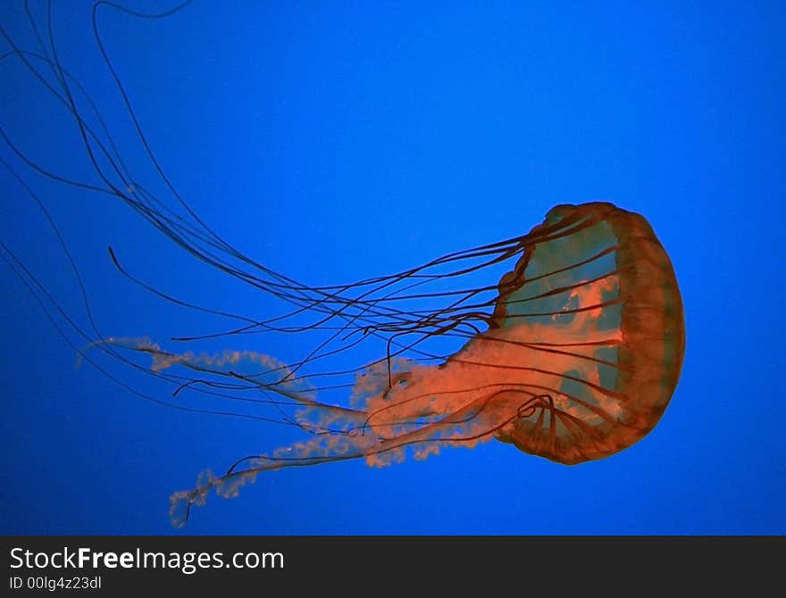 A red jellyfish floating in the water. A red jellyfish floating in the water