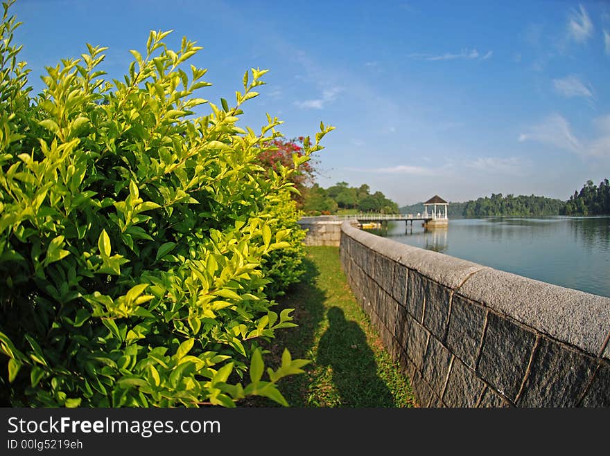 Reservoir bank,water and plant