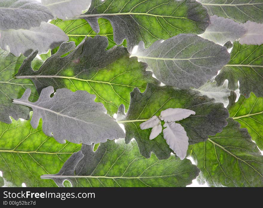 Green and silver color plant background. Green and silver color plant background