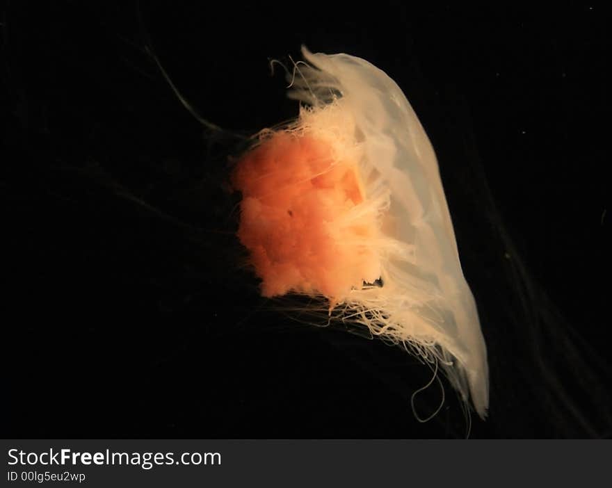 A red jellyfish on the black background. A red jellyfish on the black background