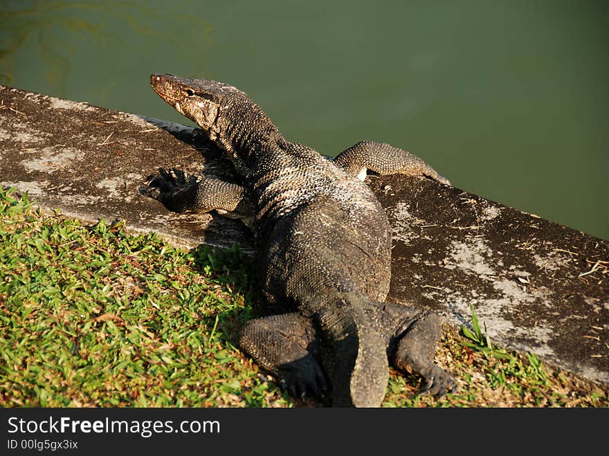 Old lizard at the reservoir