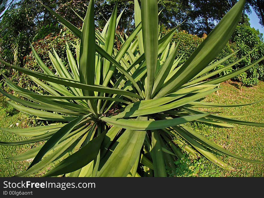 Rare plant in the park