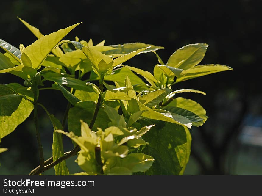 Tree and leaf in the park