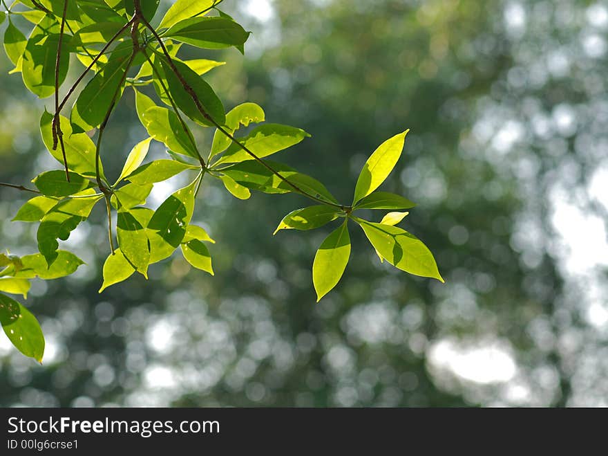 Tree and leaf in the park