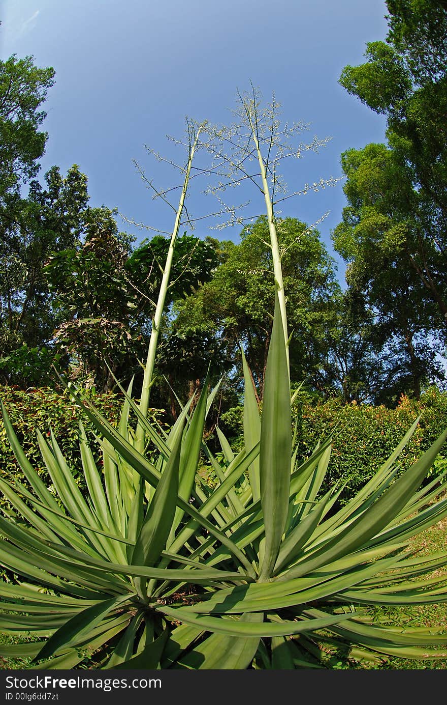 Rare Plant In The Park