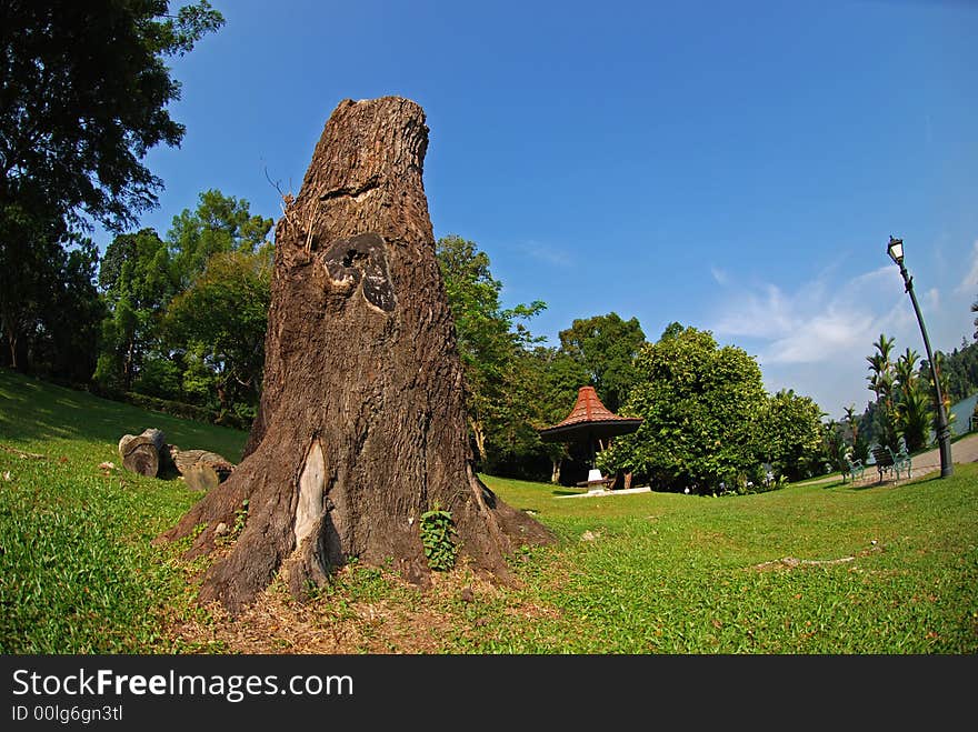 Dried Tree Trunk In The Park