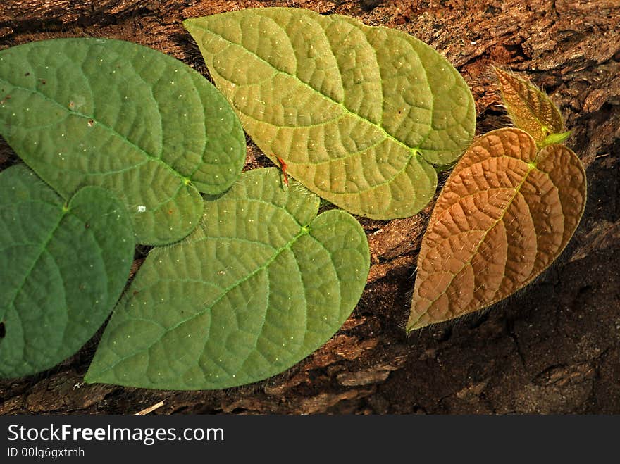 Tree trunk and leaf