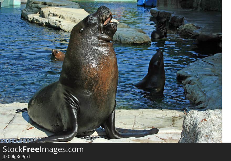 Curious Seal