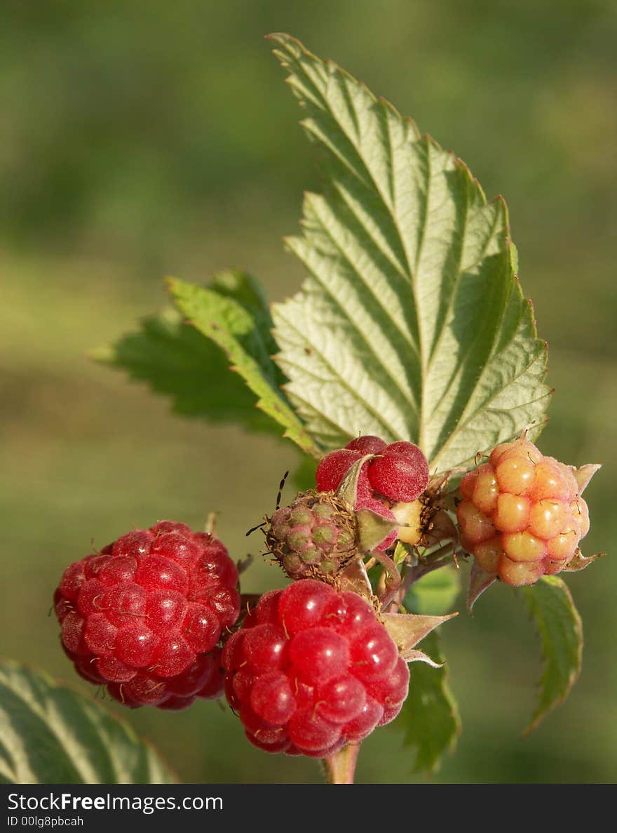 Raspberries ship