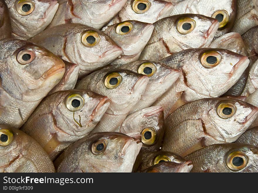 Fresh Fish